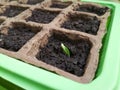 Sprouted cucumber growing out of soil. Selective focus, top view.