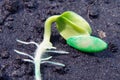 Sprouted cucumber seed closeup macro background. Plants.