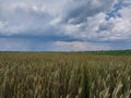 Sprouted ears of wheat in the field in the village Royalty Free Stock Photo