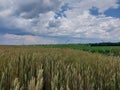 Sprouted ears of wheat in the field in the village Royalty Free Stock Photo