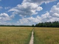 Sprouted ears of wheat in the field in the village Royalty Free Stock Photo