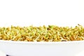 Sprouted Fenugreek ready for planting or salad closeup Royalty Free Stock Photo