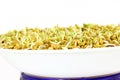 Sprouted Fenugreek ready for planting or salad closeup Royalty Free Stock Photo