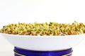 Sprouted Fenugreek ready for planting or salad closeup Royalty Free Stock Photo