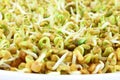 Sprouted Fenugreek ready for planting or salad closeup Royalty Free Stock Photo