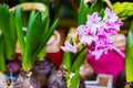 Sprouted flower bulbs in a green bucket. Sprouts ready for planting in the ground