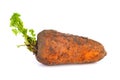 Sprouted fresh dirty carrot