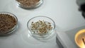 Sprouted grain in test laboratory dish, modified food, harvest quality control