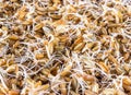 Sprouted grains of rye Royalty Free Stock Photo