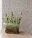 sprouted grass seeds for cats in a container Royalty Free Stock Photo