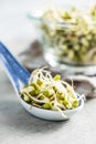 Sprouted green mung beans. Mung sprouts in spoon Royalty Free Stock Photo