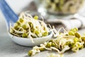 Sprouted green mung beans. Mung sprouts in spoon Royalty Free Stock Photo