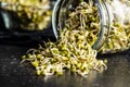 Sprouted green mung beans. Mung sprouts Royalty Free Stock Photo