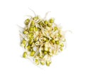 Sprouted green mung beans. Mung sprouts Royalty Free Stock Photo