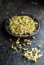 Sprouted green mung beans. Mung sprouts Royalty Free Stock Photo