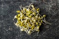 Sprouted green mung beans. Mung sprouts Royalty Free Stock Photo