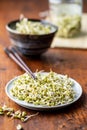 Sprouted green mung beans. Mung sprouts on plate Royalty Free Stock Photo