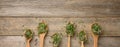 Sprouted green sprouts of chia, arugula and mustard in a wooden spoon on a gray background from old boards Royalty Free Stock Photo
