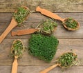 Sprouted green sprouts of chia, arugula and mustard in a wooden spoon on a gray background from old boards, top view Royalty Free Stock Photo