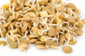 Sprouted lentils Royalty Free Stock Photo