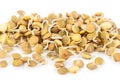 Sprouted lentils Royalty Free Stock Photo