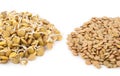 Sprouted lentils Royalty Free Stock Photo