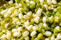 Sprouted mung bean