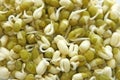 Sprouted mung beans