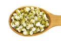 Sprouted mung beans - fresh and healthy