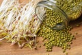 Sprouted mung beans and green mung beans in a glass jar on a wooden background Royalty Free Stock Photo