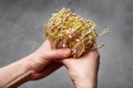 Sprouted mung beans in a hands over gray background