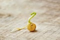 Sprouted mung beans. Sprout, root, stem, leaf. New life. Macro Royalty Free Stock Photo