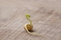 Sprouted mung beans. Sprout, root, stem, leaf. New life. Macro Royalty Free Stock Photo
