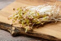 Sprouted mung beans on a wooden background