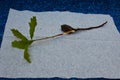 Sprouted acorn oak tree on a napkin Royalty Free Stock Photo