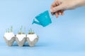 Sprouted oats in eggshells in eco-friendly packaging, hand holding a blue watering can on a blue background Royalty Free Stock Photo