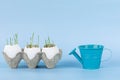 sprouted oats in eggshells in natural egg packaging next to a blue watering can on a blue background Royalty Free Stock Photo