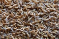 Sprouted oats photo Royalty Free Stock Photo