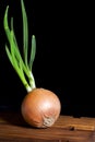 Sprouted Onion Royalty Free Stock Photo