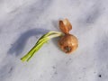 sprouted onion bulb