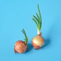 Sprouted onion plant growing, growing green plants Royalty Free Stock Photo