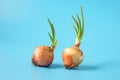 Sprouted onion plant growing, growing greens Royalty Free Stock Photo