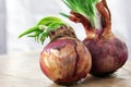 Sprouted onion Royalty Free Stock Photo