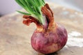 Sprouted onion
