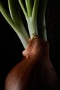 sprouted onion stalks close-up