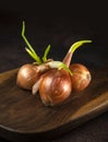 Sprouted onion Royalty Free Stock Photo