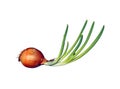 Sprouted onions bulb isolated