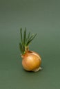 Sprouted onions on a green background