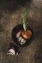 Sprouted onions grown at home with red onion slices and sprouted garlic in a wooden bowl on a dark background with a copy space Royalty Free Stock Photo