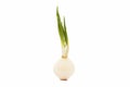 Sprouted onions on white background. Onion bulbs with green sprouts